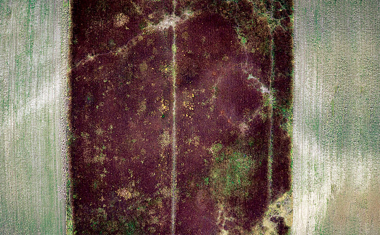 Forests from above: Forests from above