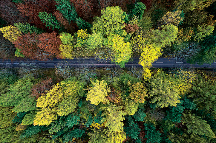 Forests from above: Forests from above