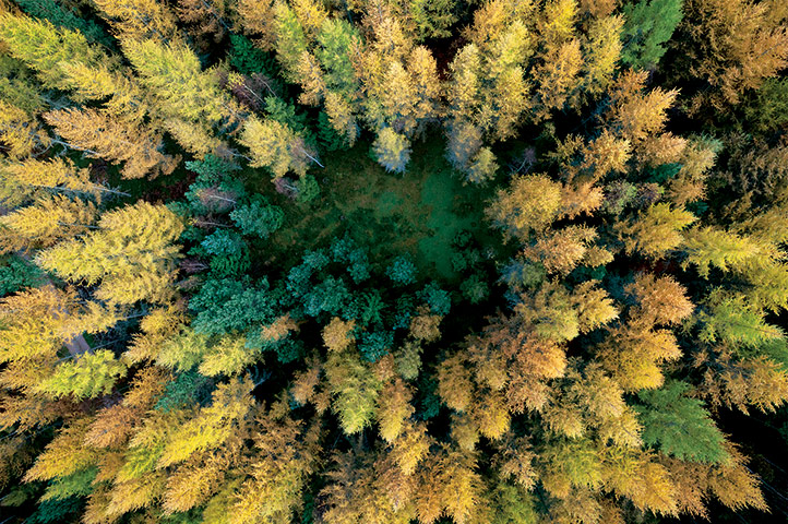 Forests from above: Forests from above