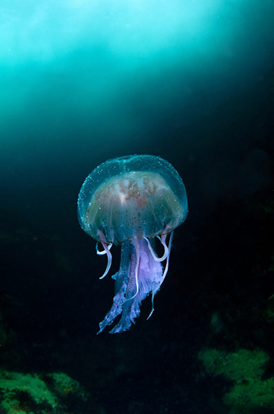 BWPA: Richard Shucksmith : Jellyfish in the Blue Sea of Sula Sgeir