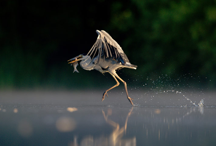BWPA: Andrew Parkinson : Grey Heron Walking on Water