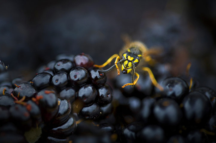 BWPA: Rana Dias  : Busy Wasp on Blackberries
