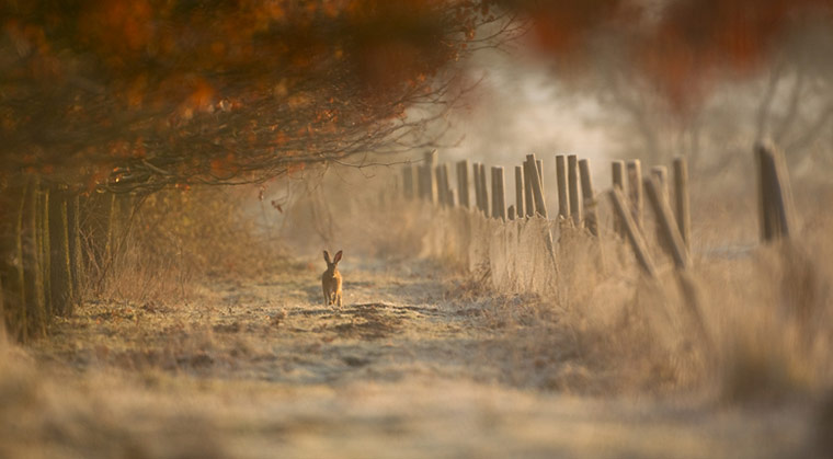 BWPA: Ian Paul Haskell  : Hare in Morning Light with Hoar Frost