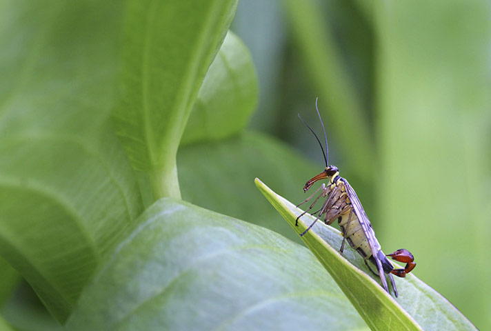 BWPA: Leslie Holburn : Scorpion Fly on a Leaf