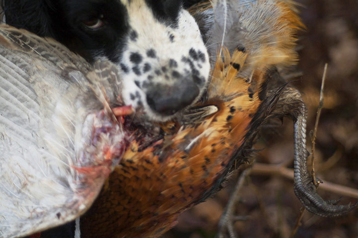 BWPA: Neil Aldridge : Common Pheasant 