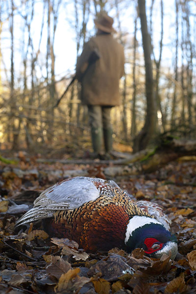 BWPA: Neil Aldridge : Common Pheasant 