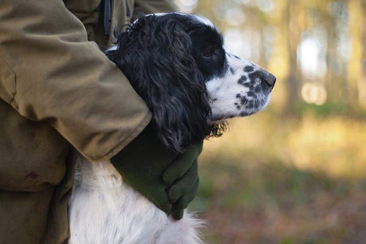 BWPA: Neil Aldridge : Common Pheasant 