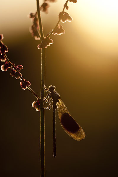 BWPA: Ross Hoddinott : Summer Insects: Backlit Banded Demoiselle