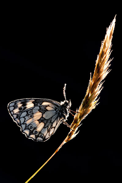 BWPA: Ross Hoddinott: Summer Insects: Backlit Marbled White Butterfly