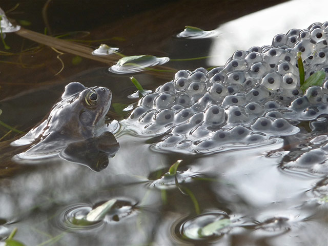 BWPA: Walter Lovell : Frog Checking Its Frogspawn 