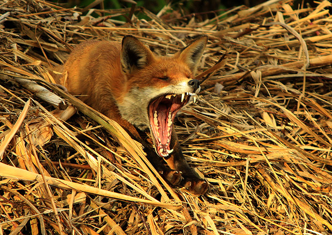 BWPA: Oliver Wilks : Red Fox Yawning After His Afternoon Nap