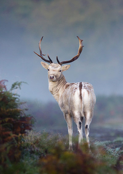 BWPA: Mark Smith  : Fallow Deer, Dama dama