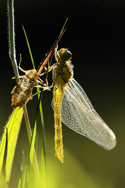 BWPA: Ross Hoddinott : Summer Insects : Newly Emerged Darter