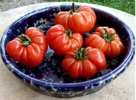 allotment-muck-tomatoes