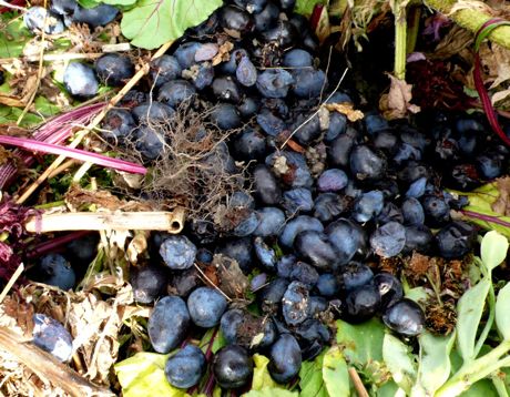 allotment-muck-damsoncompost