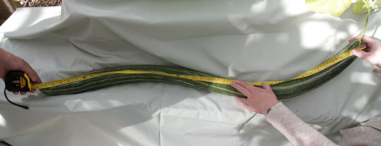 Giant vegetables: A giant cucumber grown by Clare Pearce 