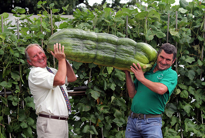 Giant vegetables: Gardener Phillip Vowles and his son Andrew with his giant 112lb marrow