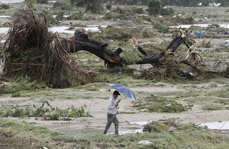 Typhoon Roke, Japan: A man walks past an uprooted tree on the bed of the Shonai River