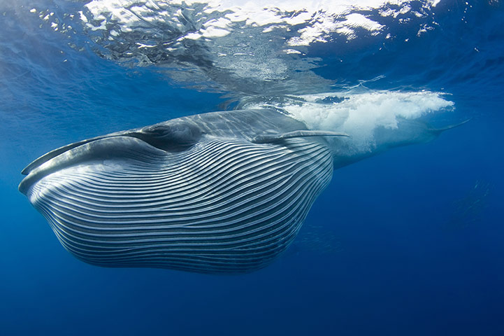 The Sea: Bryde's whale (Balaenoptera brydei) off Baja California, Mexico