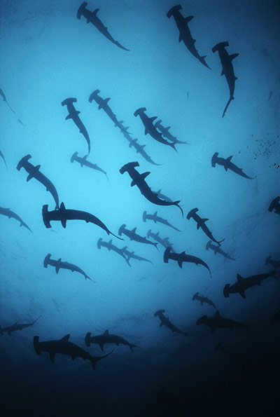 The Sea: Scalloped Hammerhead Sharks