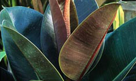 houseplants that are hard to kill
