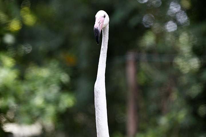 24 hours in pictures: flamingo at bangkok city zoo
