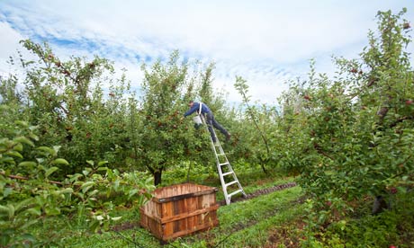 Orchard, New England