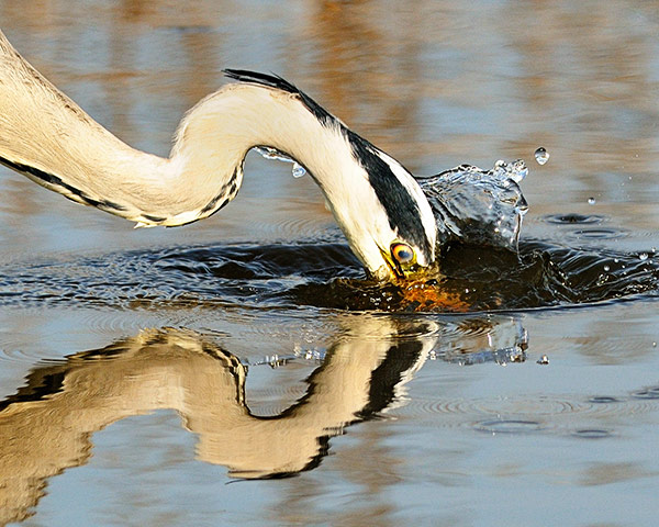 In pictures: mirror: A grey heron