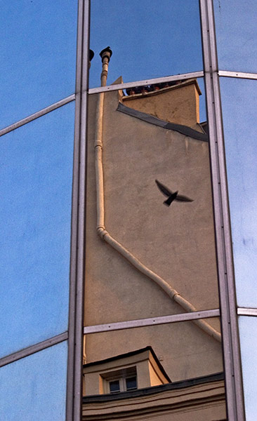 In pictures: mirror: bird's shadow