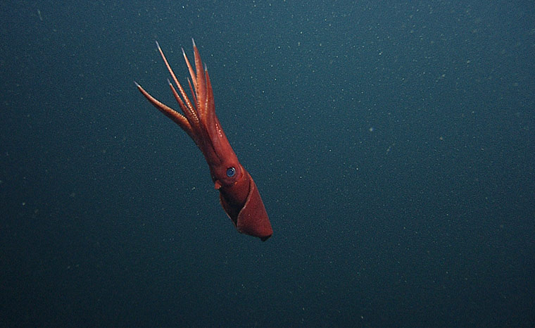 Week in wildlife: Octopoteuthis deletron