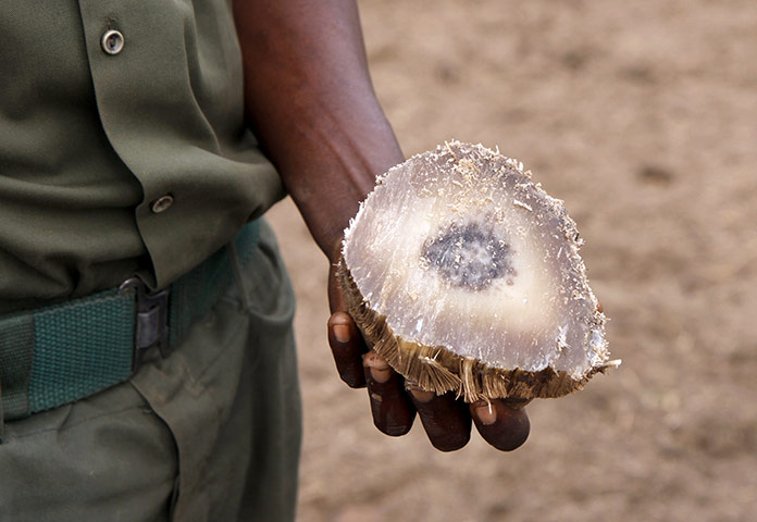 Week in wildlife: A ranger shows part of a rhino horn 