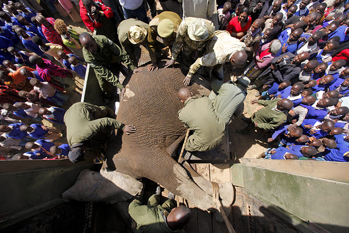 Week in wildlife: Elephant Relocation in Kenya
