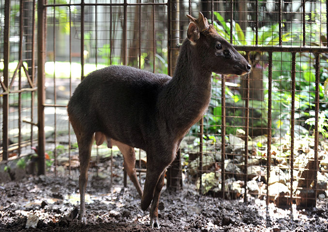 Week in wildlife: Philippines brown deer