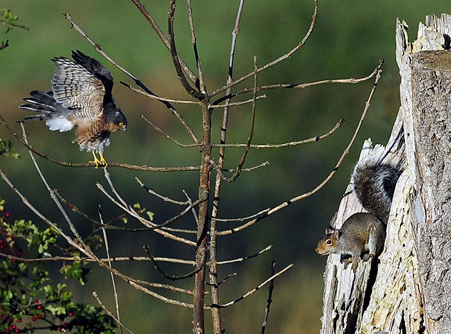 Week in wildlife: Squirrel and hawk face off