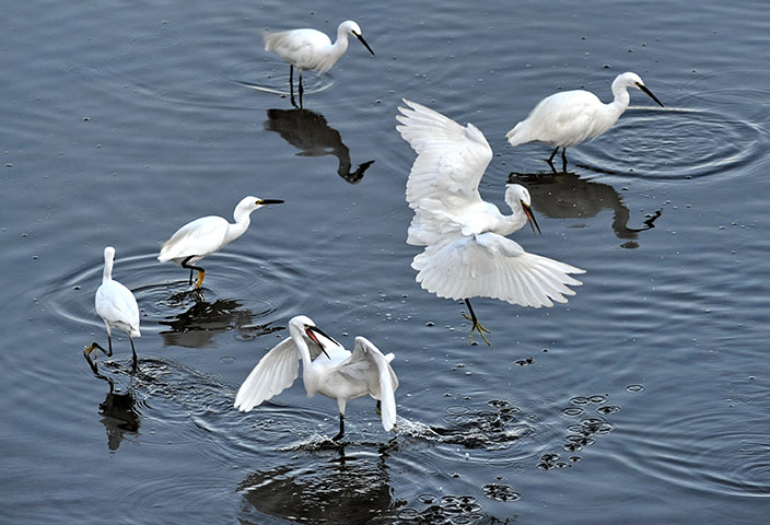 Week in wildlife: Migrant egrets