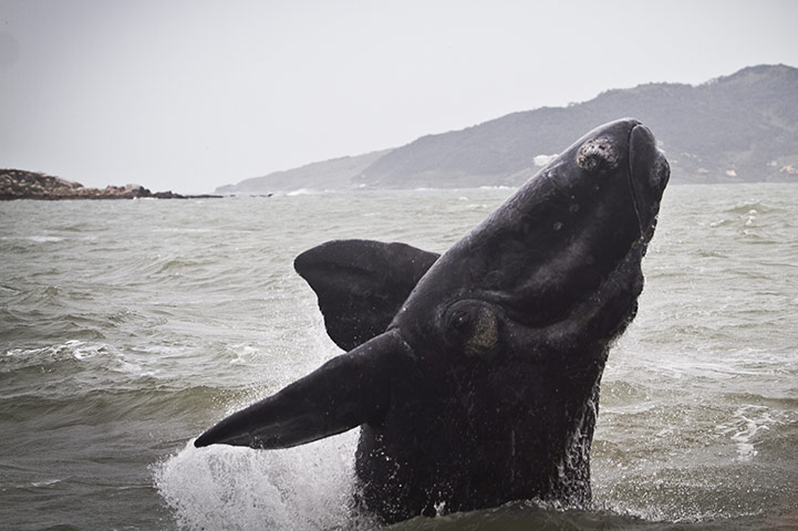 Week in wildlife: Wale Watching in Southern Brazil