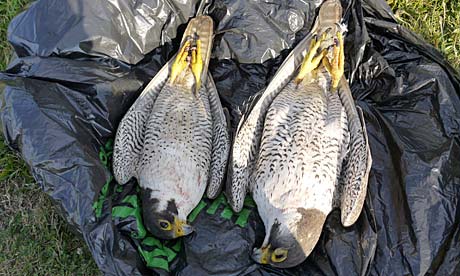 dead peregrine falcon