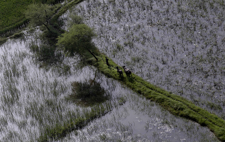 24 hours in pictures: Badin District, Pakistan: A man walks his buffalo along a narrow path