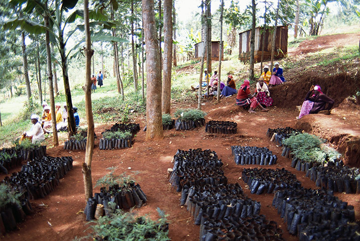 Wangari Maathai: Seedlings Waiting to be Planted