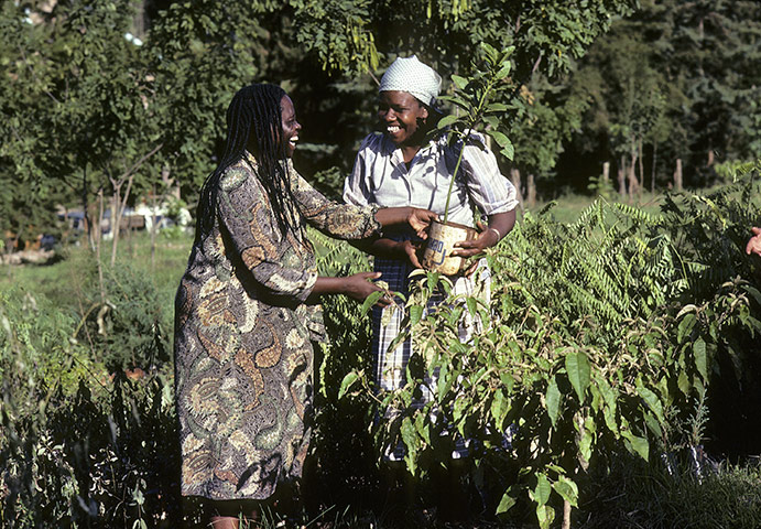 Wangari Maathai: Green Belt Movement 