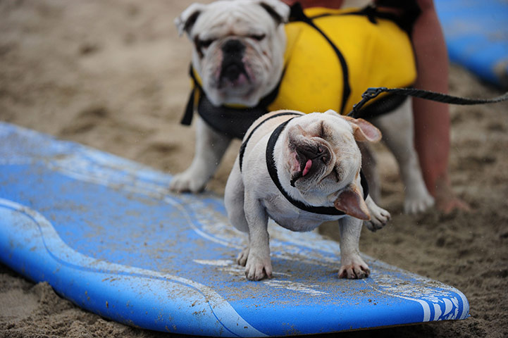 Surf City Surf Dog: A dog shakes his head before heading into the water
