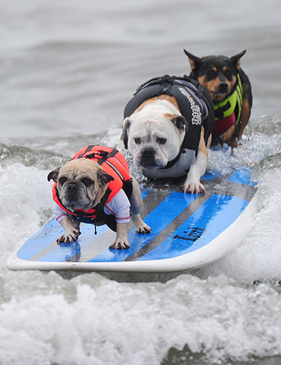 Surf City Surf Dog: Three dogs ride on the same surfboard