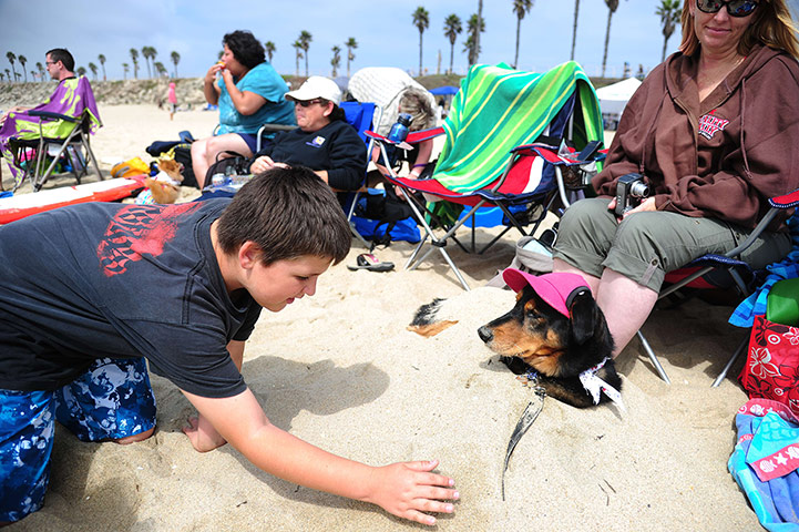 Surf City Surf Dog: A boy buries his dog in the sand at Huntington Beach