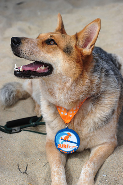 Surf City Surf Dog: A competitor wears his commemorative medal