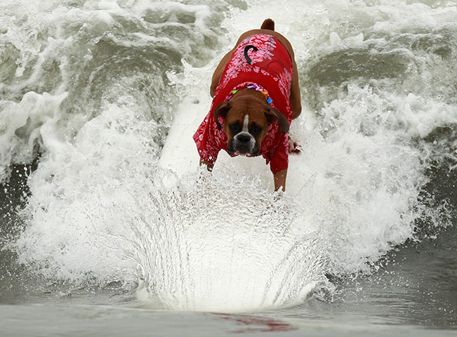 Surf City Surf Dog: Boxer dog Hanzo Felland rides a wave in his beach shirt