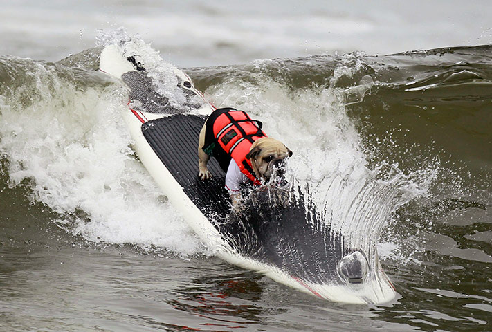 Surf City Surf Dog: A dog rides a wave at a surf dog contest in Huntington Beach, California