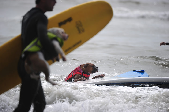 Surf City Surf Dog: A dog climbs back onto his board
