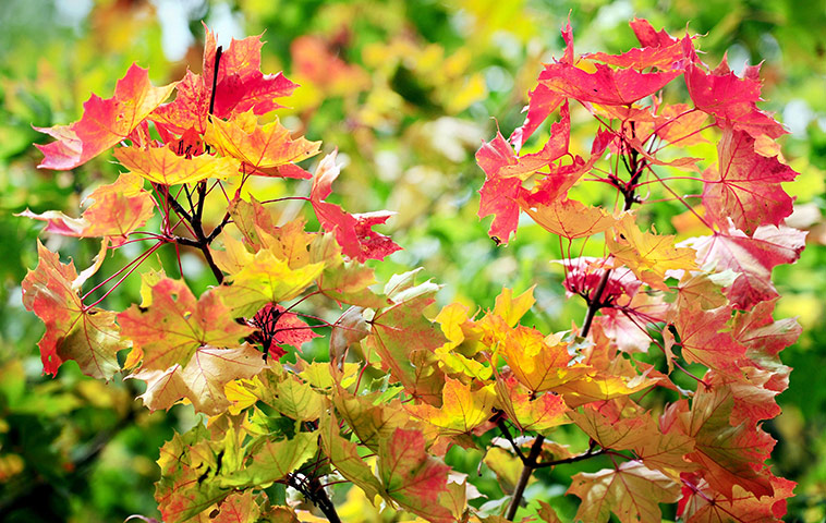 24 hours in pictures: Ashton Keynes, UK: Leaves beginning to turn to their autumn colours