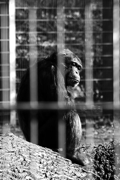 In pictures: captive: chimpanzee