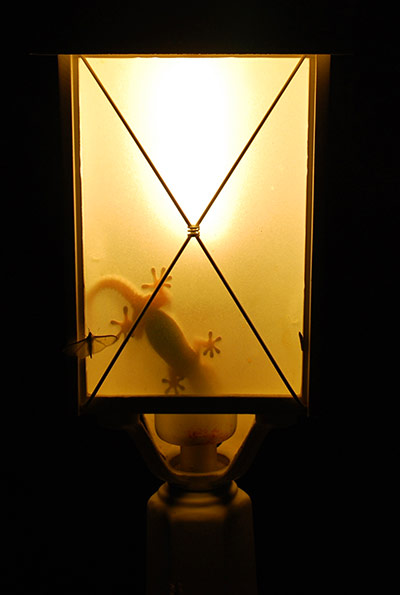 In pictures: captive: lizard and moth